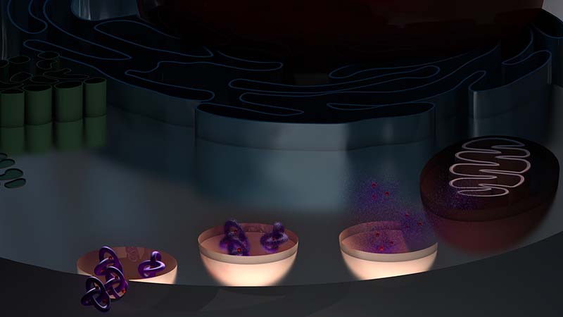 Have UAE researchers found cancer cure?
