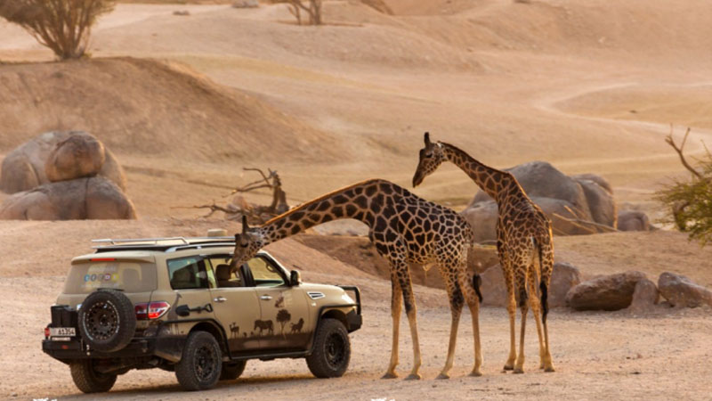 Al Ain Zoo reopens as UAE weather cools