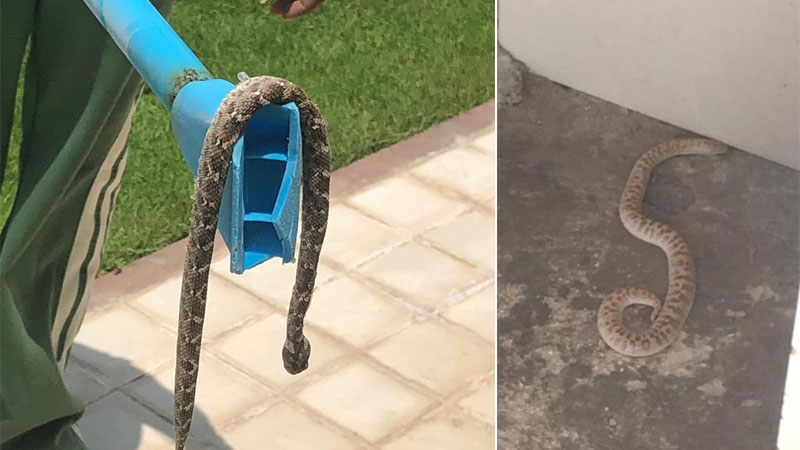 Snakes, mosquitos plague luxury Dubai community
