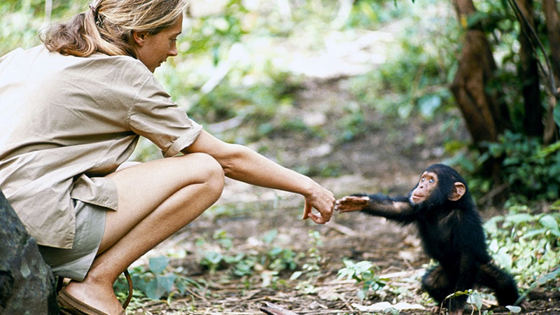 Jane Goodall to speak at Emirates Airline Festival of Literature 2020
