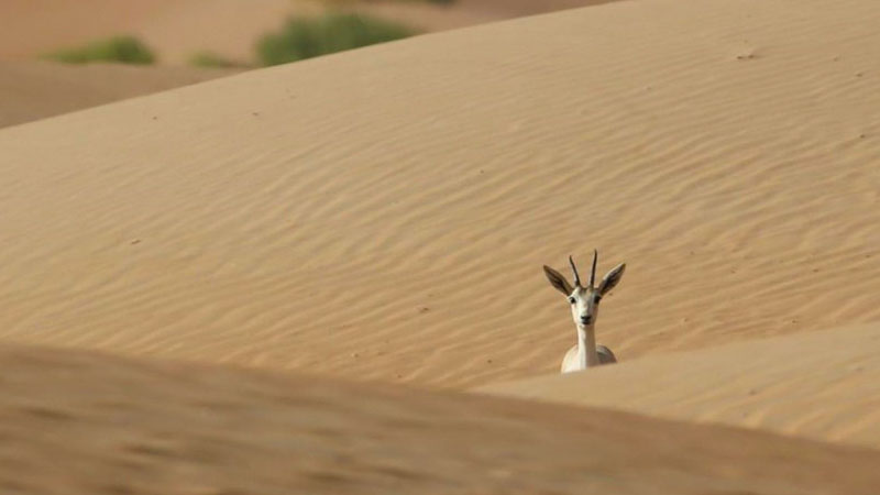 Emirati jailed after hunting gazelle in UAE reserve