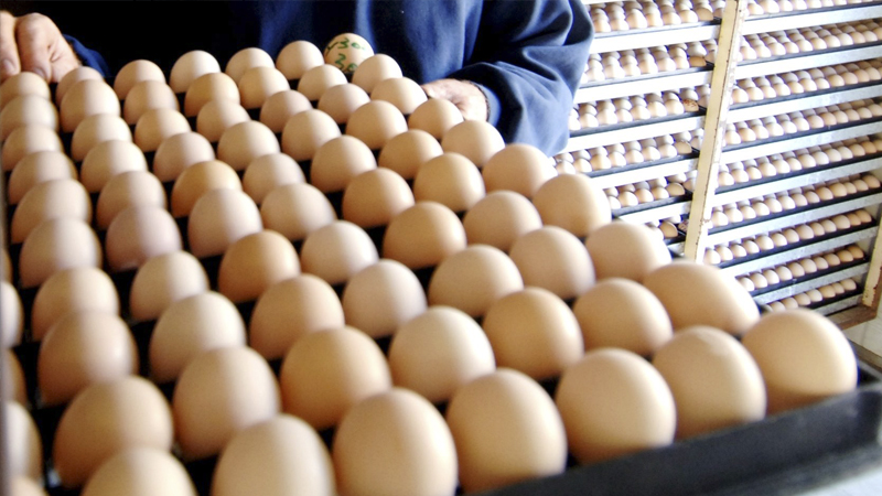 UAE bans poultry import after bird flu outbreak