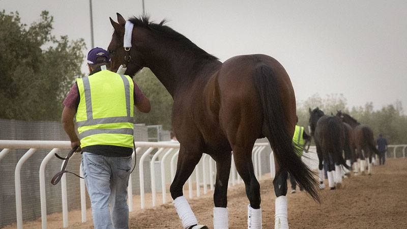 Dubai Godolphin team on track for $20 million Saudi Cup