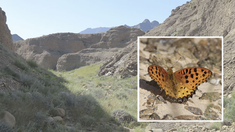 Butterfly rarely found in UAE spotted in Fujairah