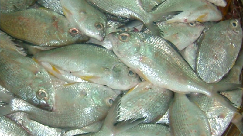 UAE lifts ban on catching, selling badah fish from April 5