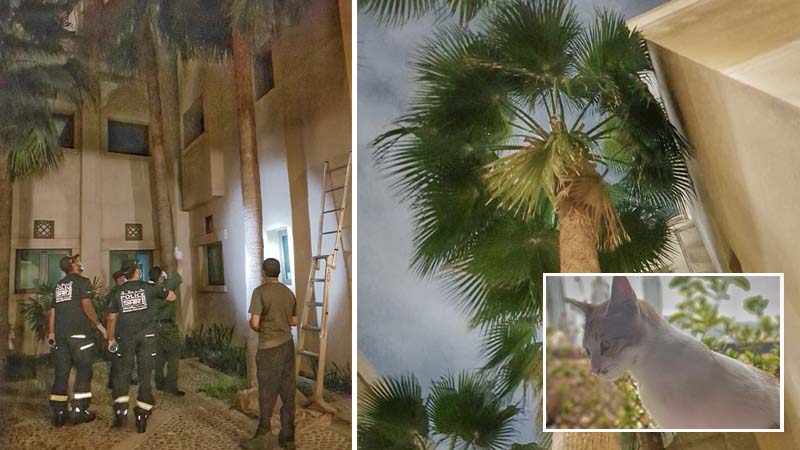 Cat ‘clinging to dear life’ from Dubai palm tree rescued