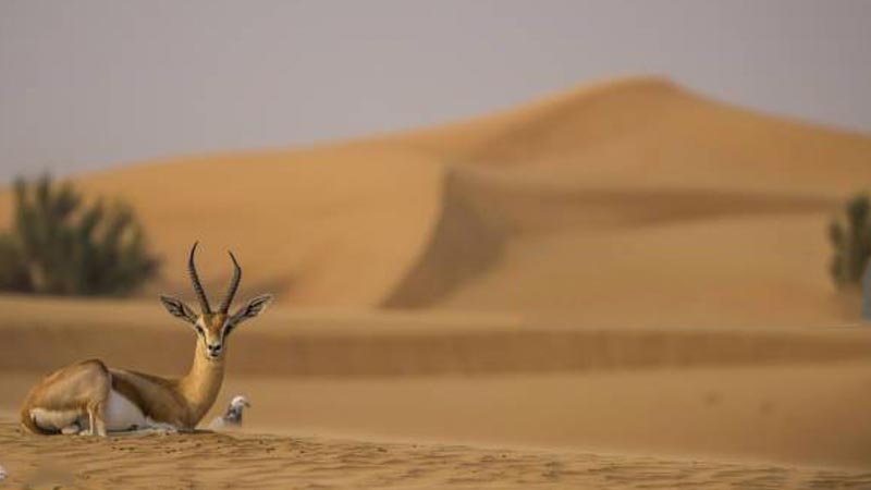 Sharjah to open jungle safari in November
