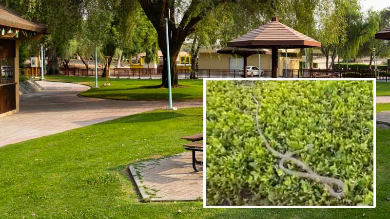 Snake spotted in Mushrif Park, Dubai Municipality vows intensified pest control