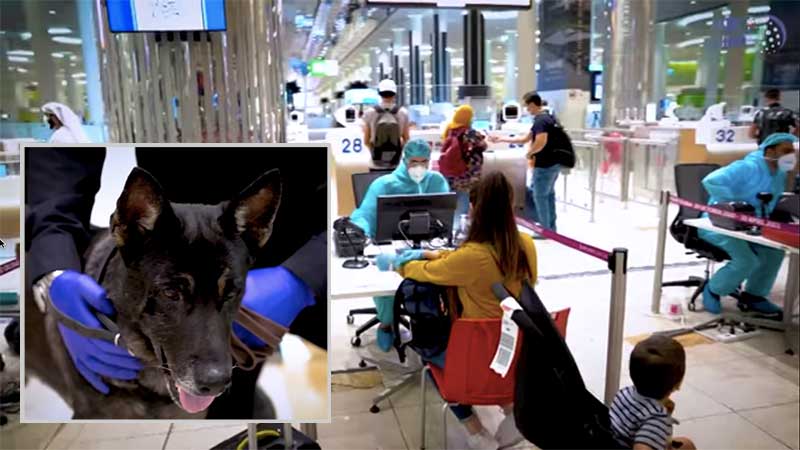 UAE is world first to use K9 dogs for Covid-19 detection