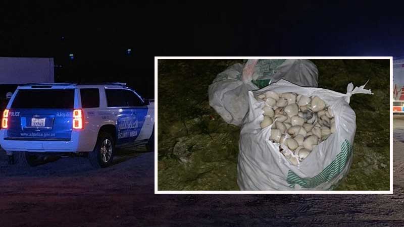 Dh100,000 fine for illegal clamming, authorities warn