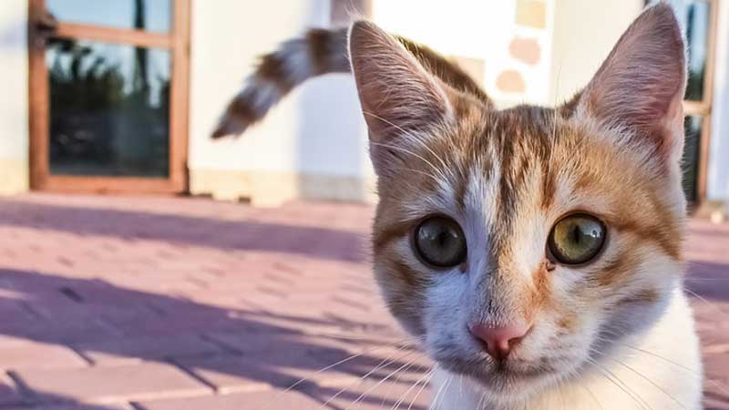 Dubai residents to face Dh500 fine for feeding stray animals