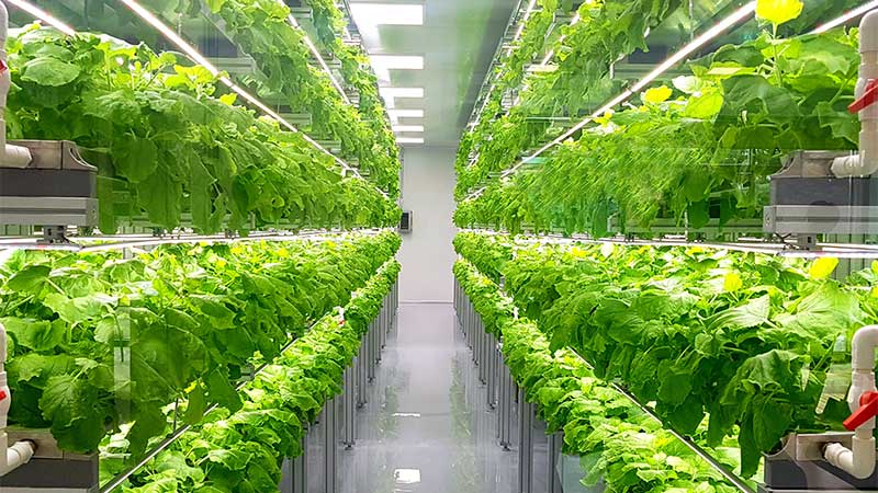 World’s largest indoor farm to be built in Abu Dhabi