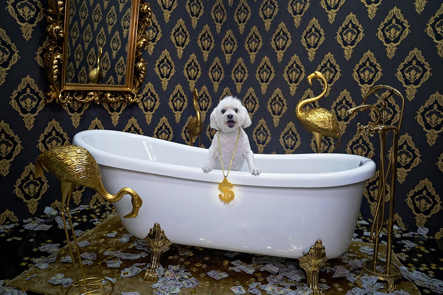 Dubai selfie museum opens to pets