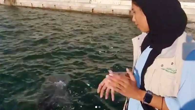 Whale sharks spotted in Abu Dhabi, authority issues warning