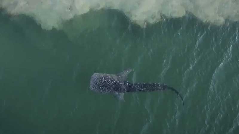 Rescued whale shark in Abu Dhabi returned to Arabian Gulf