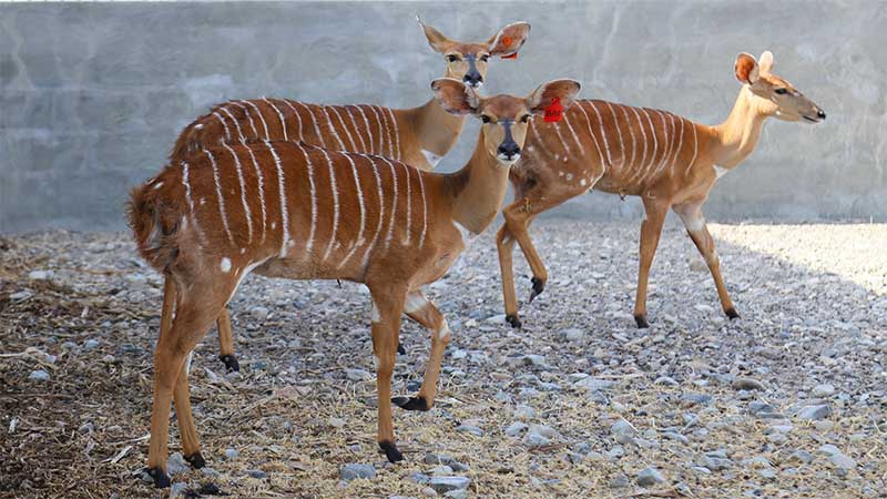 Sharjah Safari welcomes 121 new animals
