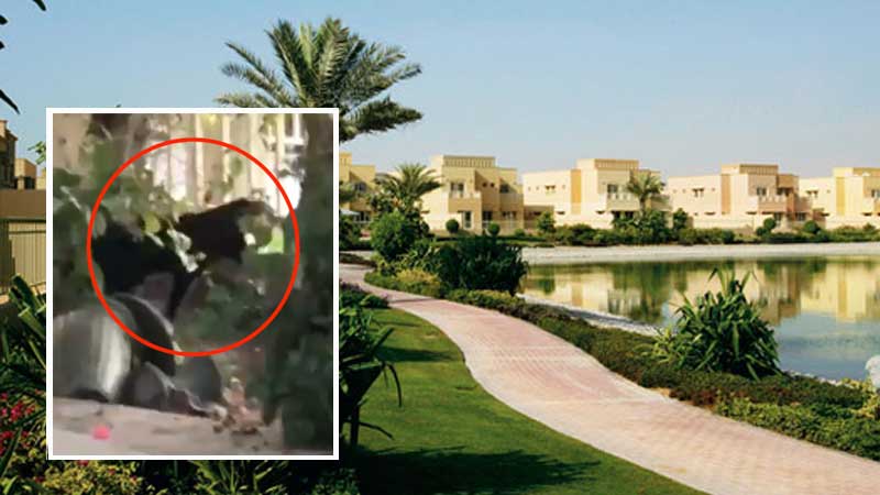 Dubai Police says no wild animal on the loose in The Springs 3