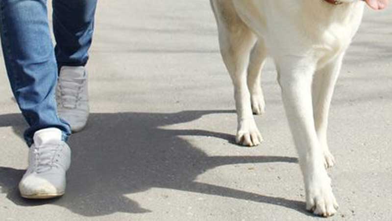 Dog attack in Abu Dhabi: Pet owner to pay victim Dh15,000