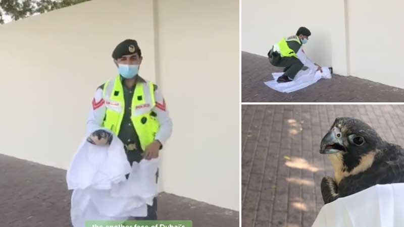 Dubai Police officer praised for helping injured falcon