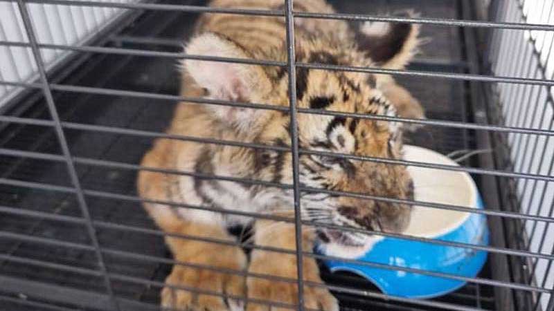 Tiger cub on the loose in Dubai captured alive, man who bought animal online faces trial