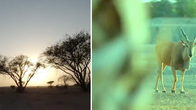  Sharjah Safari: one of world’s largest safari parks opens in UAE