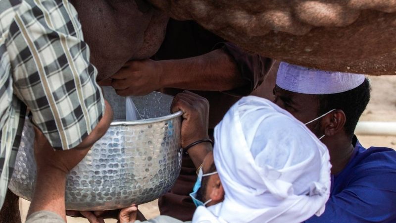 Did you know camel-milking in UAE could win you Dh300,000?