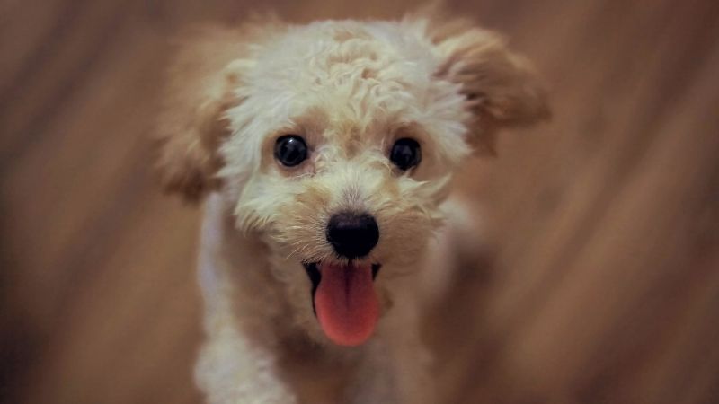 Woman fined for throwing husband's poodle out of the window