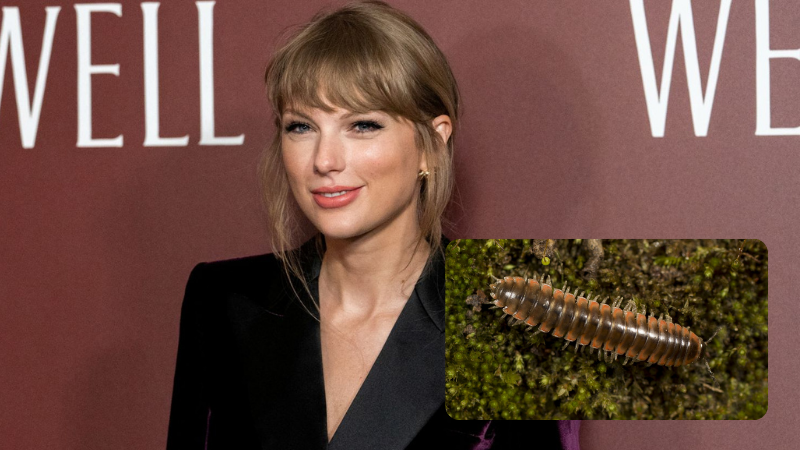 Newly discovered millipede named after Taylor Swift by a Swiftie scientist
