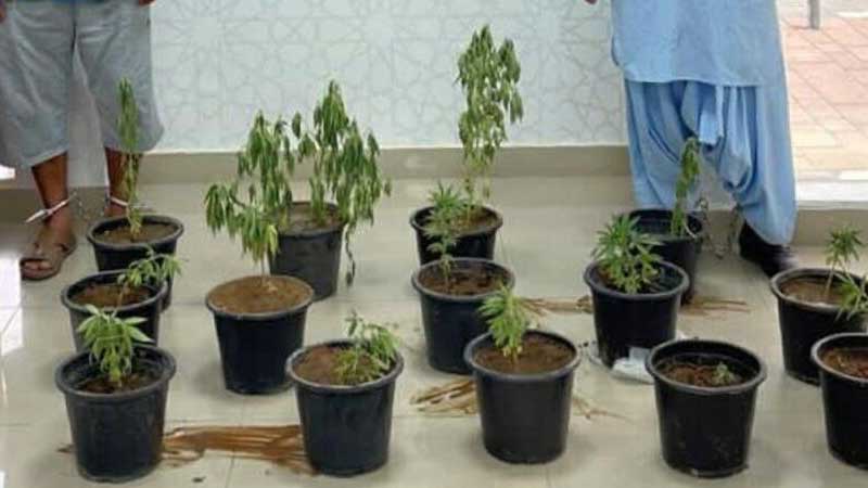 2 arrested for growing marijuana in Abu Dhabi farm