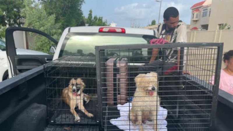 UAE: Cases of abandoned pets surge as cost of living soars