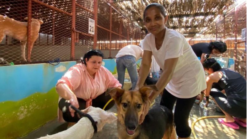 UAE: Cases of abandoned pets are rising says animal rescue groups