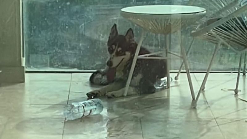Dubai: Dog gets stuck in a balcony, rescued in 4 hours after video goes viral