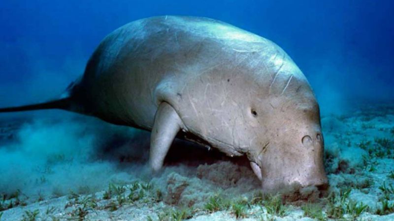 Dugong officially declared extinct in China