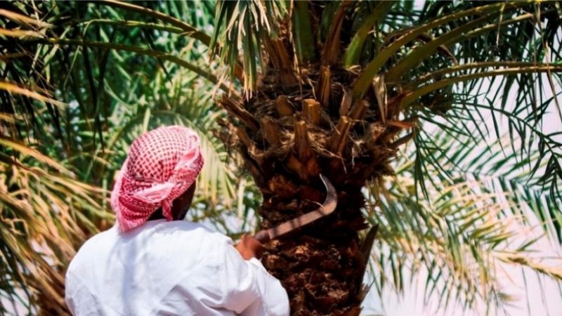 Emirati student awarded by UK society for bioscience project about date palms