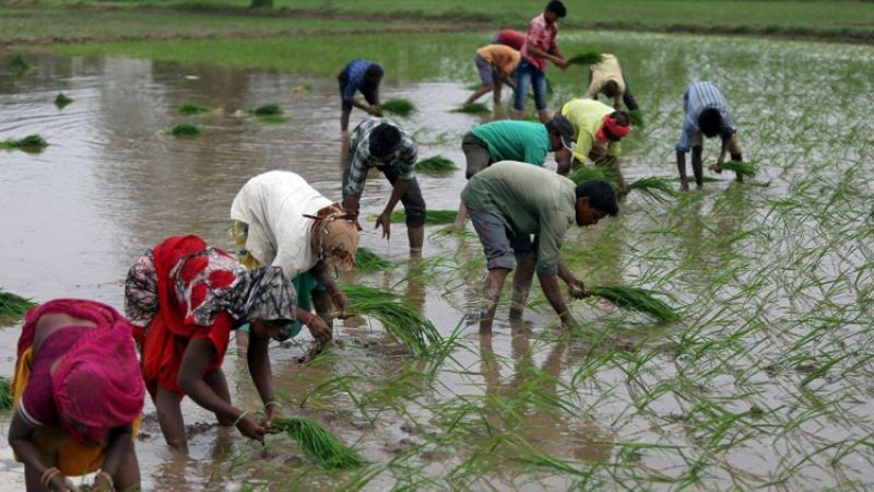 Harsh weather affecting top exporters puts global rice supply at risk