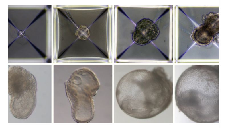 Growing organs for transplant could be possible with the creation of the first synthetic embryo