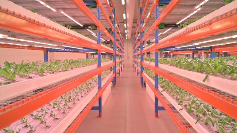 Sheikh Hamdan visits vertical farm