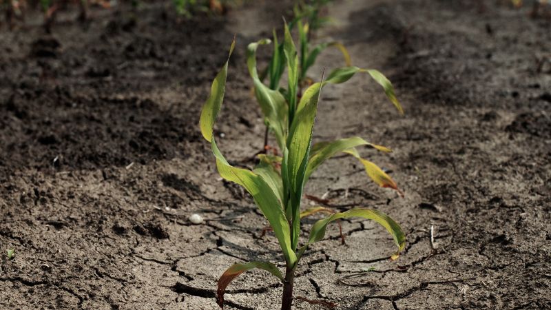 Drought threatens almost half of Europe