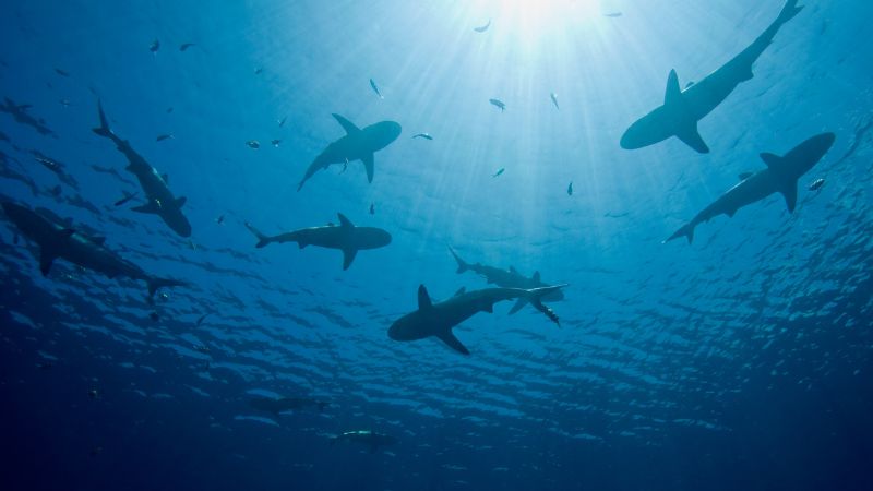 Authorities issue clarification on shark spotted in Khor Fakkan