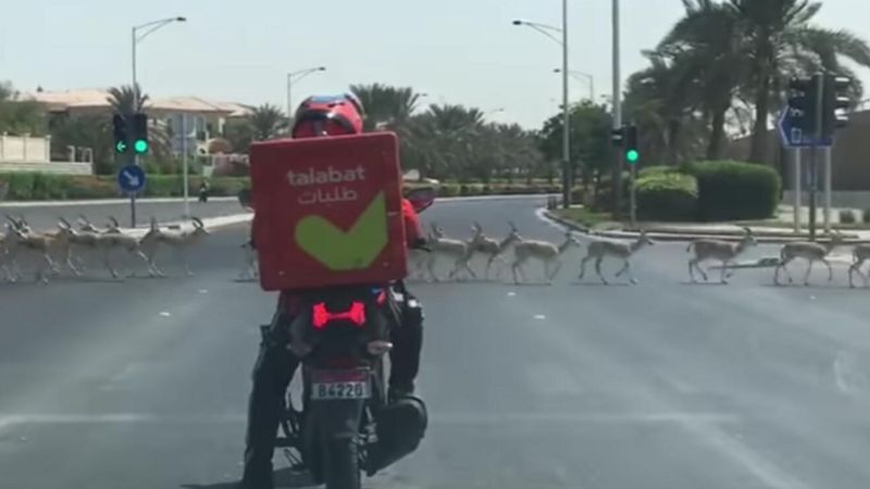 Abu Dhabi: Gazelles to Be Relocated After Being Spotted Roaming on the Streets
