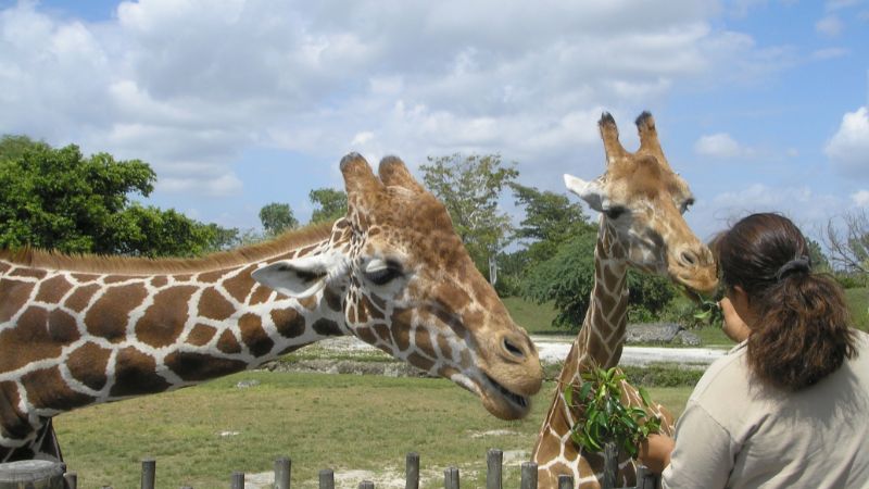 UAE: Al Ain Zoo Announces Free Entry, Discounts on Saudi National Day