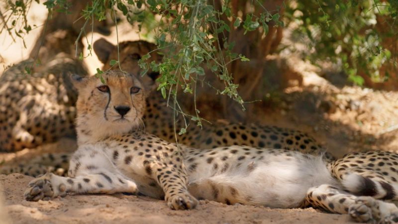 Sharjah Safari Documentary Film Scheduled to Air on October 7-9