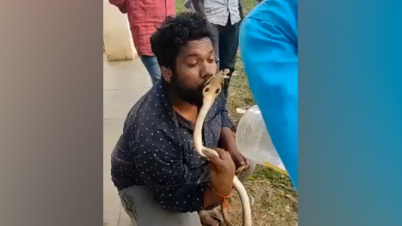 India: Man Tries to Kiss Rescued King Cobra, Gets Bitten on Lips
