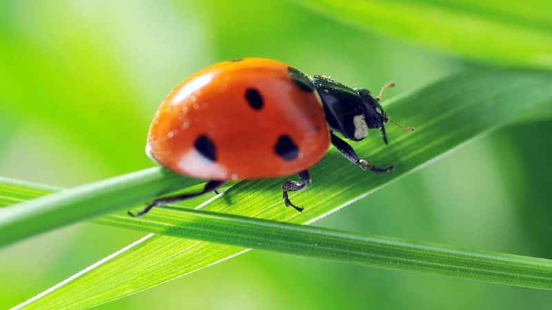 Scientists Warn of 'insect Apocalypse' Affecting Mankind