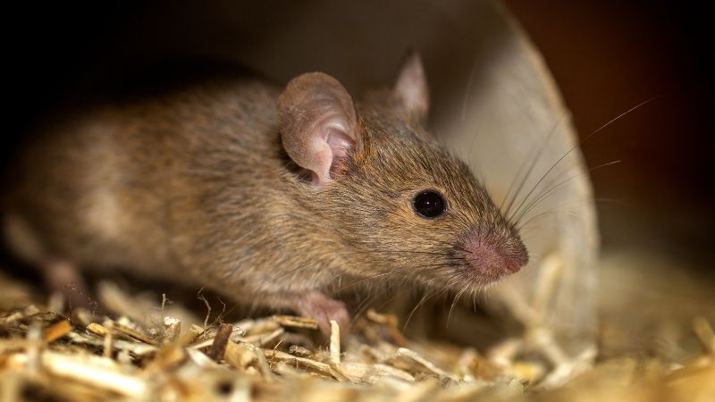India: Rats consume 581kg of confiscated marijuana stored in a police warehouse