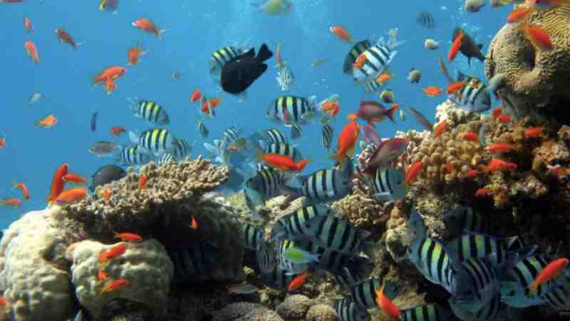 UN recognizes Abu Dhabi’s efforts to restore, protect marine life