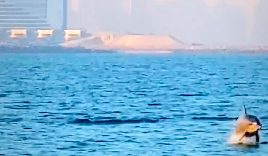 Dubai: Rowers spot 'hundreds' of dolphins off Kite beach