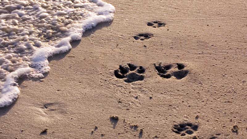 Fujairah launches manhunt for 3 girls whose dog attacked mother, 2 children