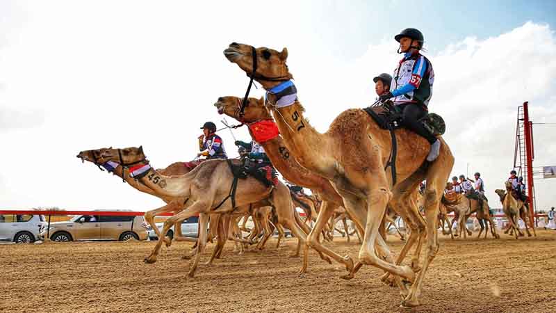 Yemeni wins Dh100,000 in Dubai camel race for expats