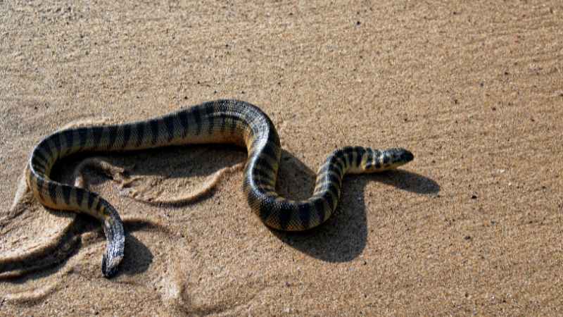 UAE: Authorities warn residents to watch out for sea snakes on beaches